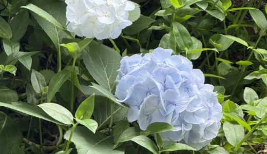 6/8(日) 日曜お役立ち隊 〜小平あじさい公園 あじさい祭り〜byひめのん